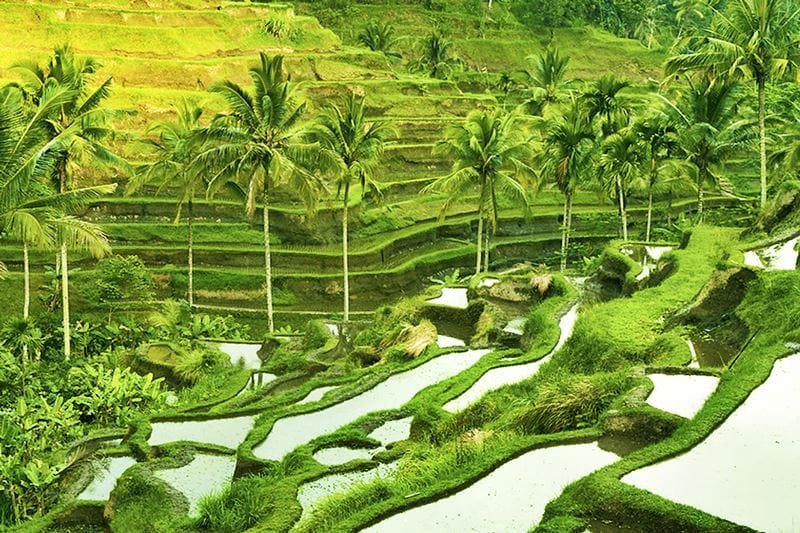 Ubud Tour, Rice Terrace & Waterfall