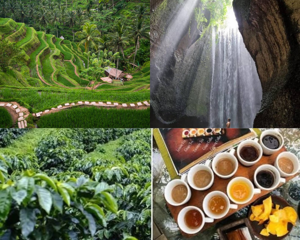 Ubud Tour, Rice Terrace & Waterfall
